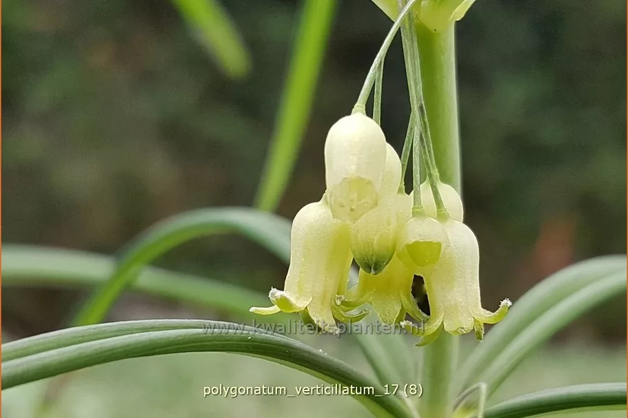 Polygonatum verticillatum