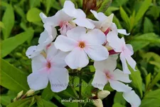 Phlox paniculata 'Popeye'