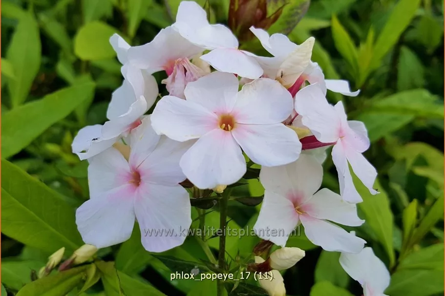 Phlox paniculata 'Popeye'