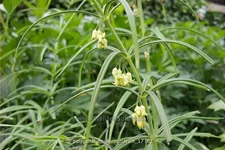 Polygonatum verticillatum