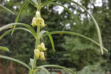 Polygonatum verticillatum