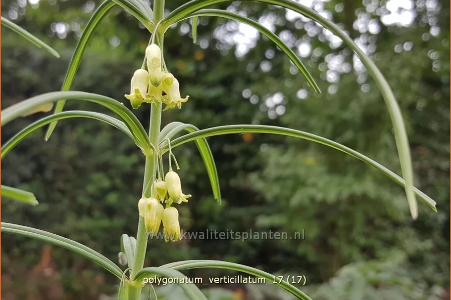 Polygonatum verticillatum