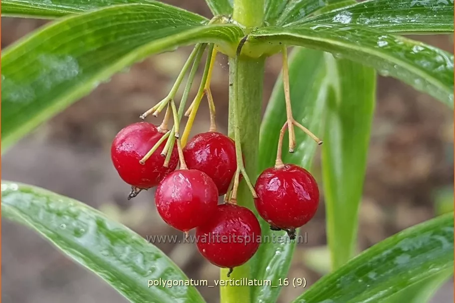 Polygonatum verticillatum