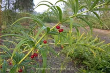 Polygonatum verticillatum