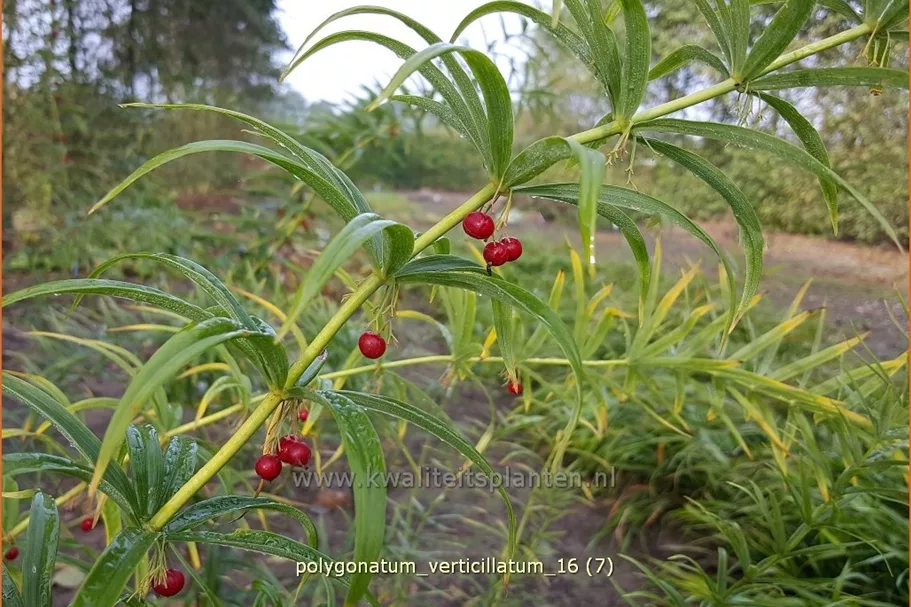Polygonatum verticillatum