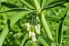 Polygonatum verticillatum 'Himalayan Giant'