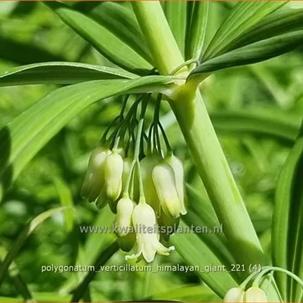 Polygonatum verticillatum 'Himalayan Giant'