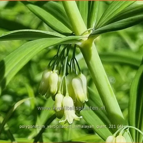 Polygonatum verticillatum 'Himalayan Giant'