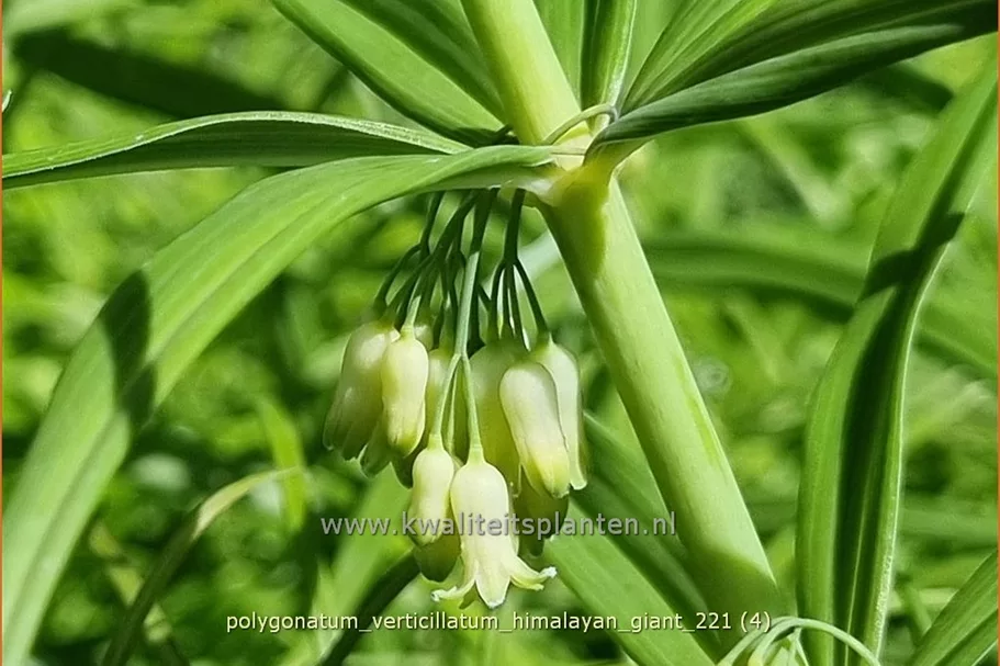 Polygonatum verticillatum 'Himalayan Giant'