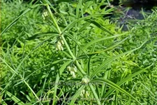 Polygonatum verticillatum 'Himalayan Giant'