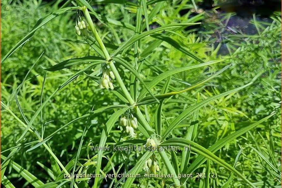 Polygonatum verticillatum 'Himalayan Giant'
