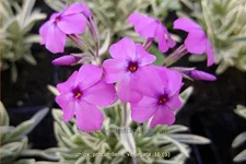 Phlox procumbens 'Variegata'