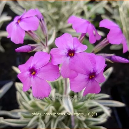 Phlox procumbens 'Variegata'