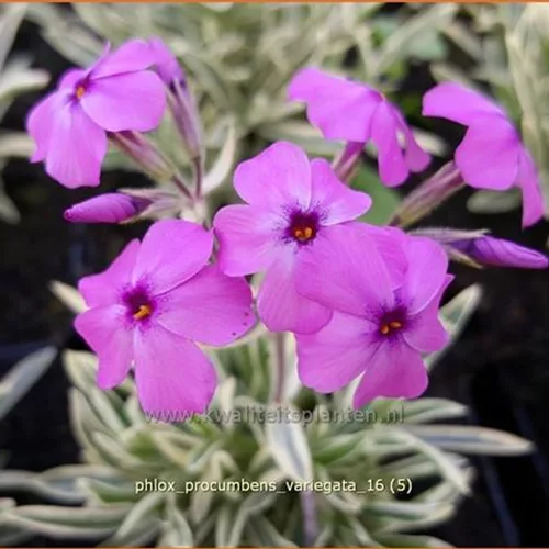 Phlox procumbens 'Variegata'