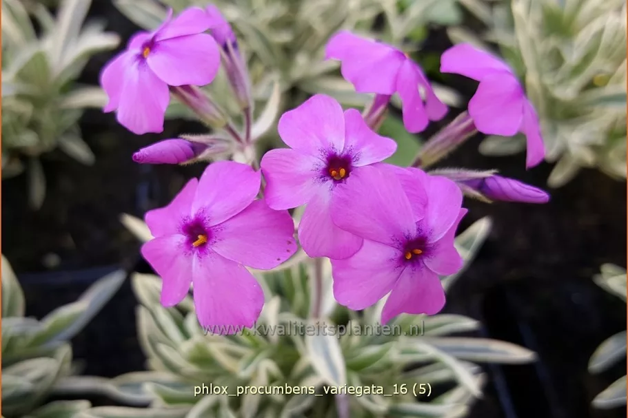 Phlox procumbens 'Variegata'