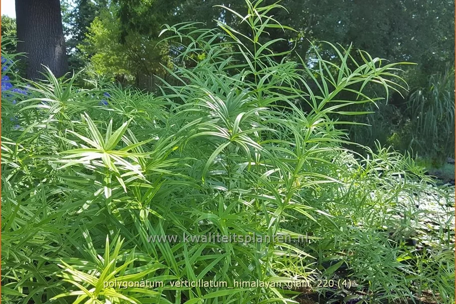 Polygonatum verticillatum 'Himalayan Giant'