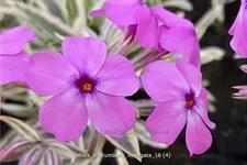 Phlox procumbens 'Variegata'
