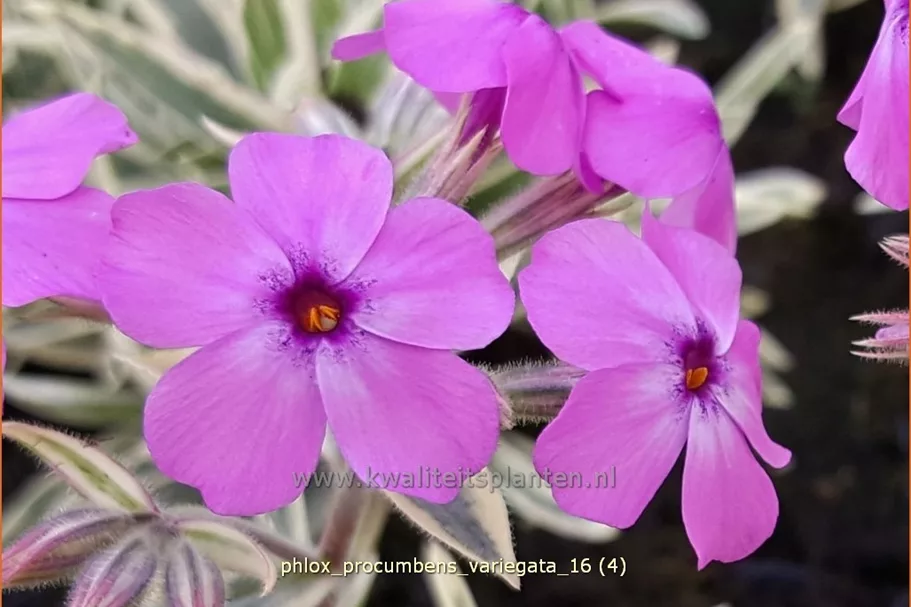 Phlox procumbens 'Variegata'