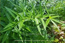 Polygonatum verticillatum 'Himalayan Giant'