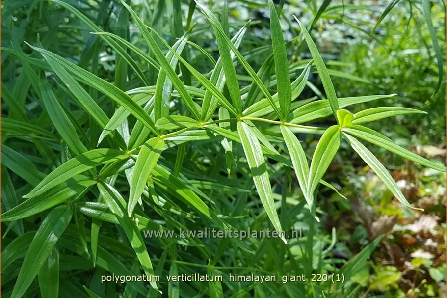 Polygonatum verticillatum 'Himalayan Giant'