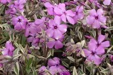 Phlox procumbens 'Variegata'
