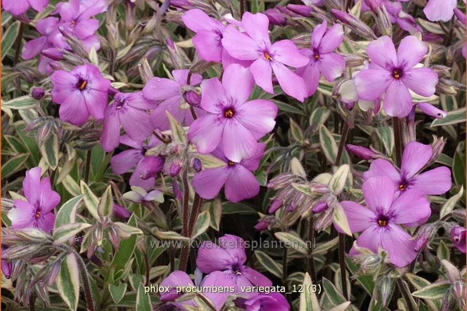 Phlox procumbens 'Variegata'
