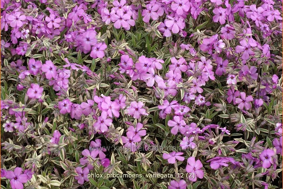 Phlox procumbens 'Variegata'