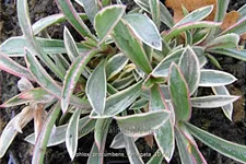 Phlox procumbens 'Variegata'