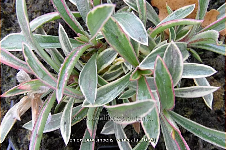 Phlox procumbens 'Variegata'
