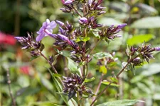 Phlox divaricata 'Clouds of Perfume'