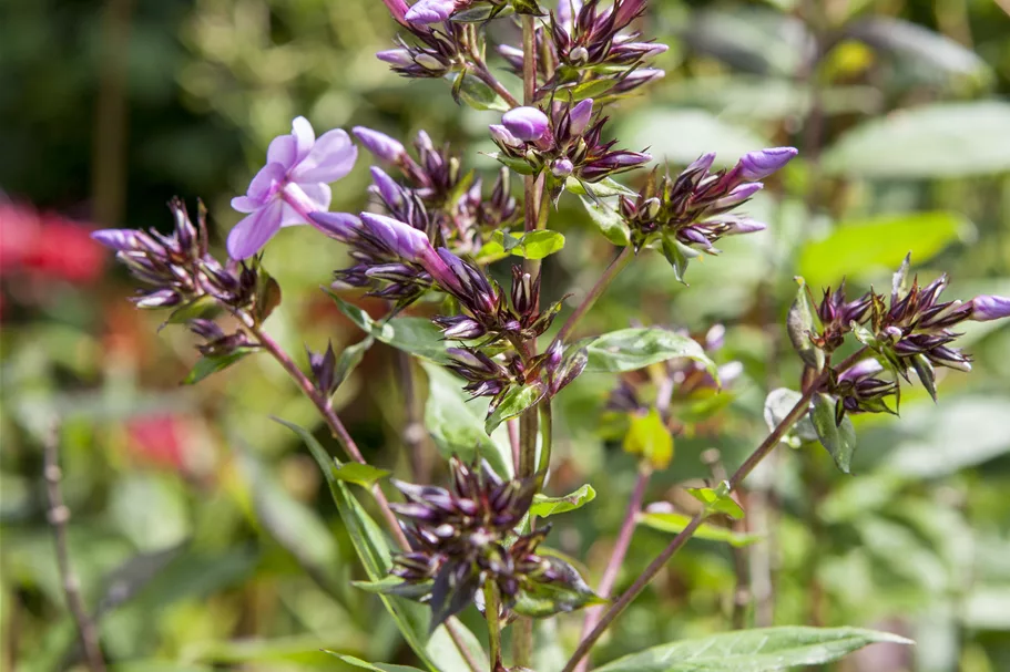 Phlox divaricata 'Clouds of Perfume'