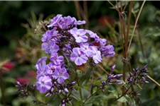 Phlox divaricata 'Clouds of Perfume'