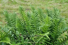 Polypodium vulgare