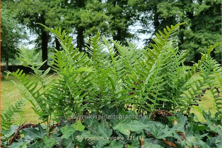 Polypodium vulgare