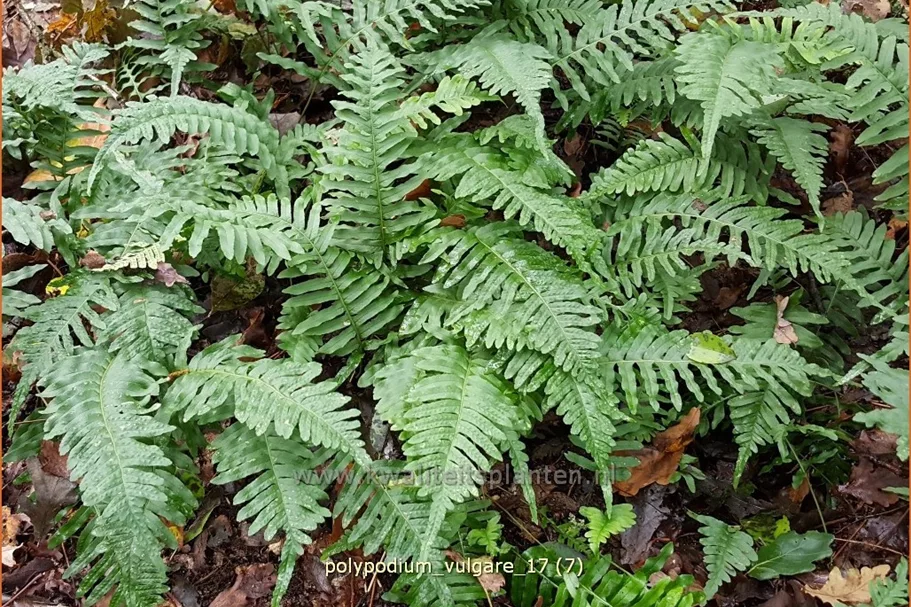 Polypodium vulgare