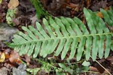 Polypodium vulgare