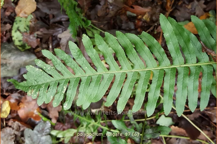 Polypodium vulgare