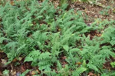 Polypodium vulgare