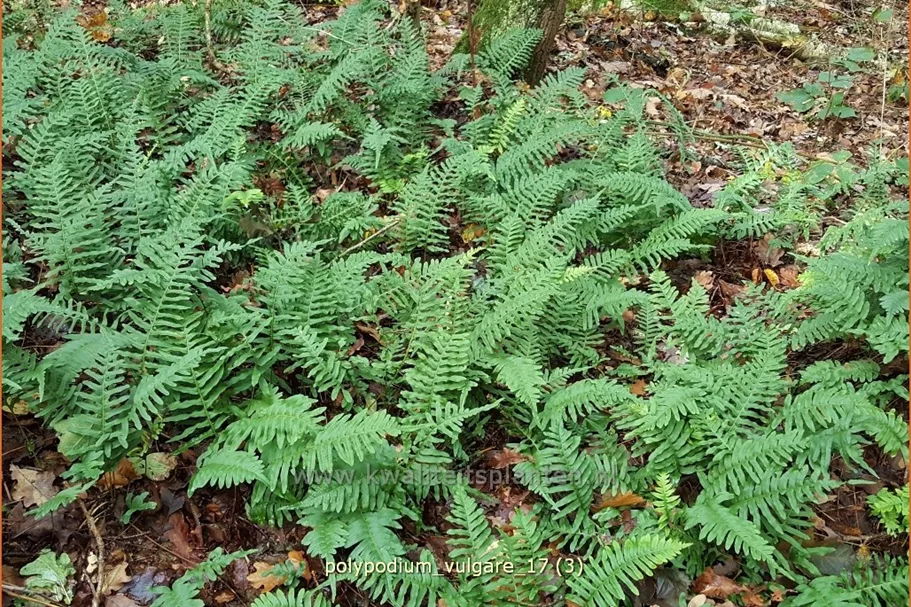 Polypodium vulgare
