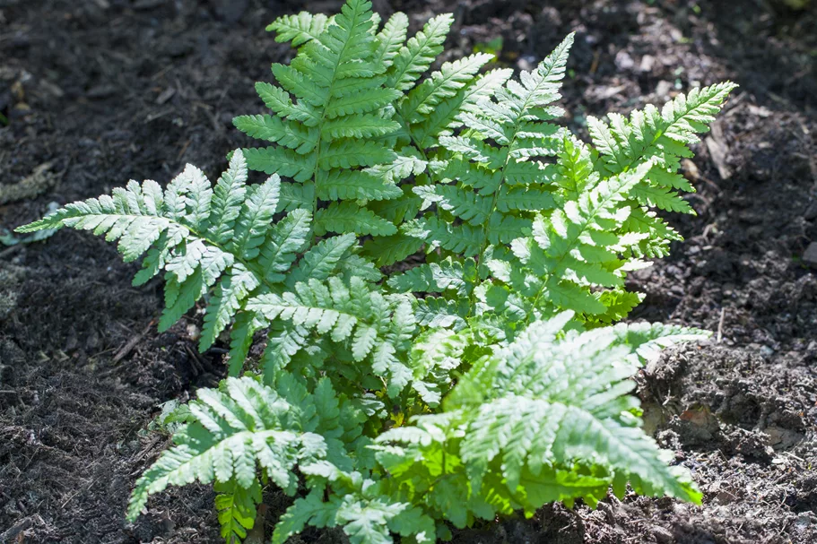 Polypodium vulgare