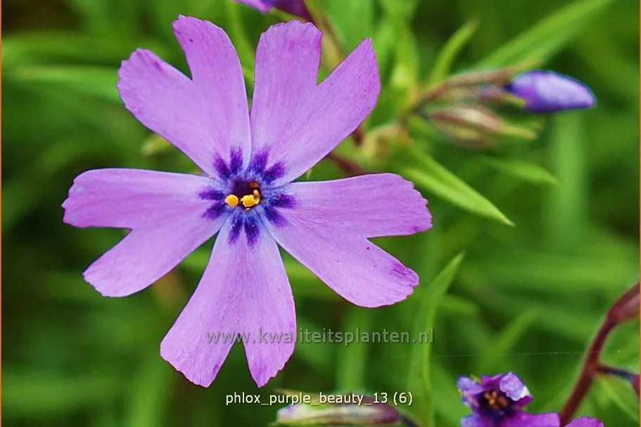 Phlox subulata 'Purple Beauty'