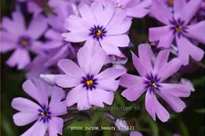 Phlox subulata 'Purple Beauty'