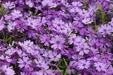 Phlox subulata 'Purple Beauty'