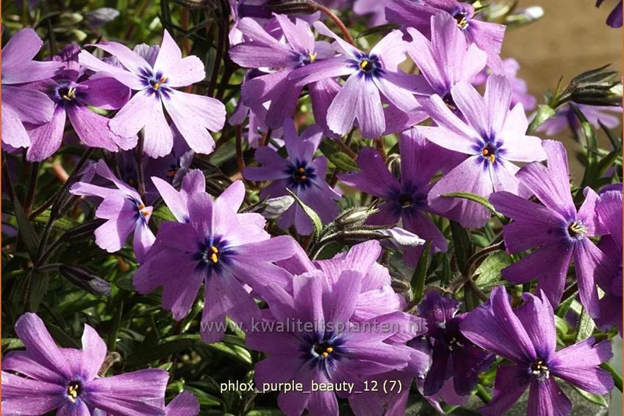 Phlox subulata 'Purple Beauty'