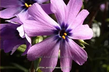 Phlox subulata 'Purple Beauty'