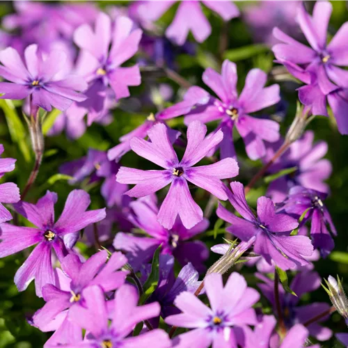 Phlox subulata 'Purple Beauty'
