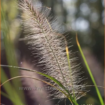 Pennisetum alopecuroides 'Reborn'