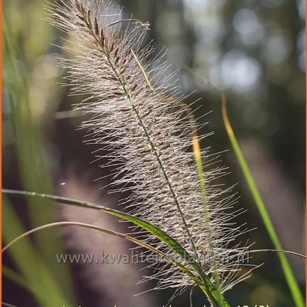 Pennisetum alopecuroides 'Reborn'