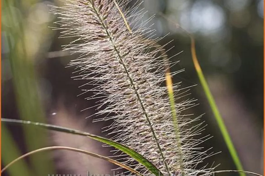 Pennisetum alopecuroides 'Reborn'
