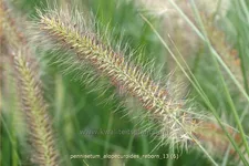 Pennisetum alopecuroides 'Reborn'